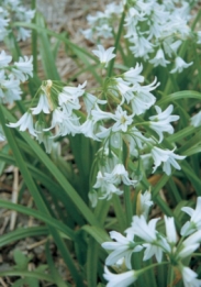 images/productimages/small/N035 44221 Allium triquetrum.jpg